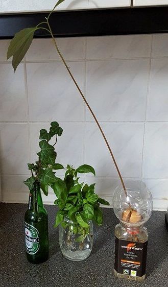 家で出来る観葉植物の簡単な増やし方 アボカド アイビー Manablick